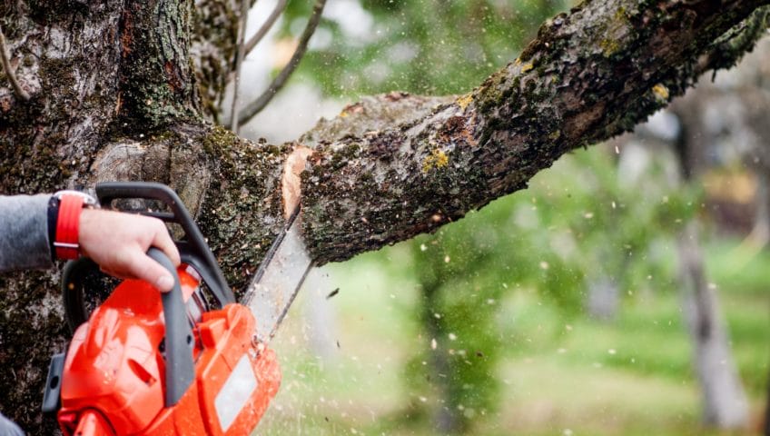 oahu tree service