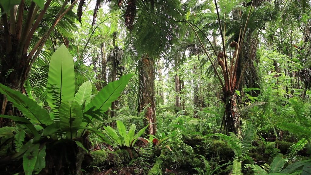 honolulu tree care