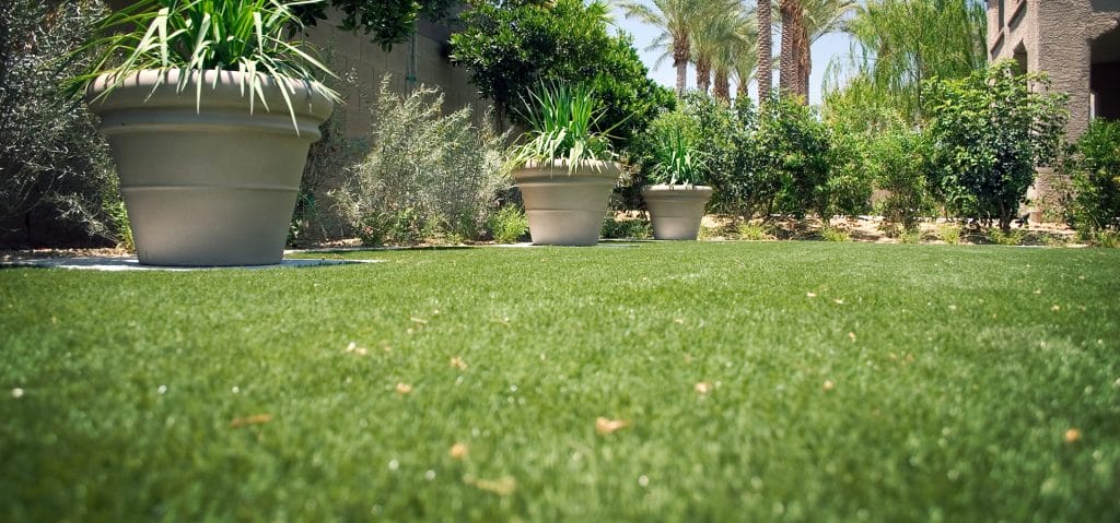turf grass