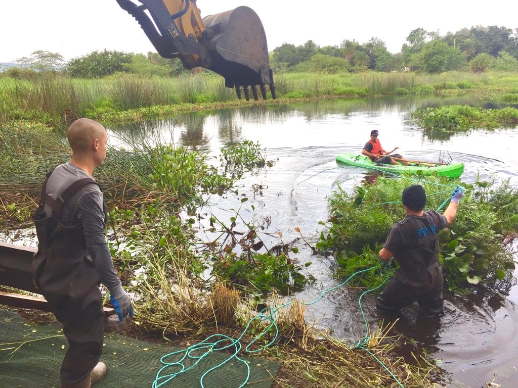 Wetlands & Stream Restoration Oahu