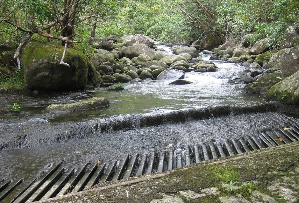 Wetlands & Stream Restoration Oahu