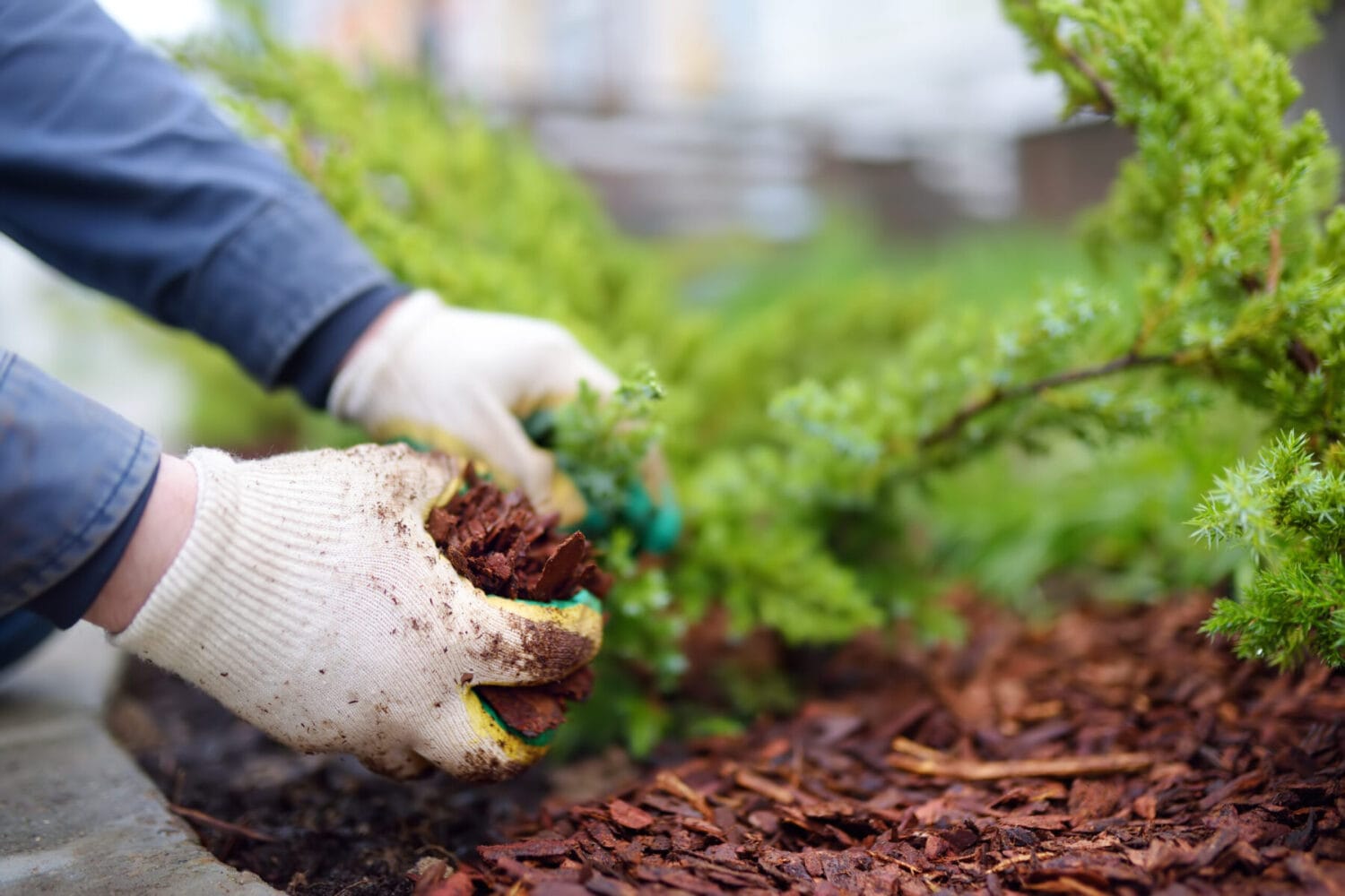 Landscapers Honolulu