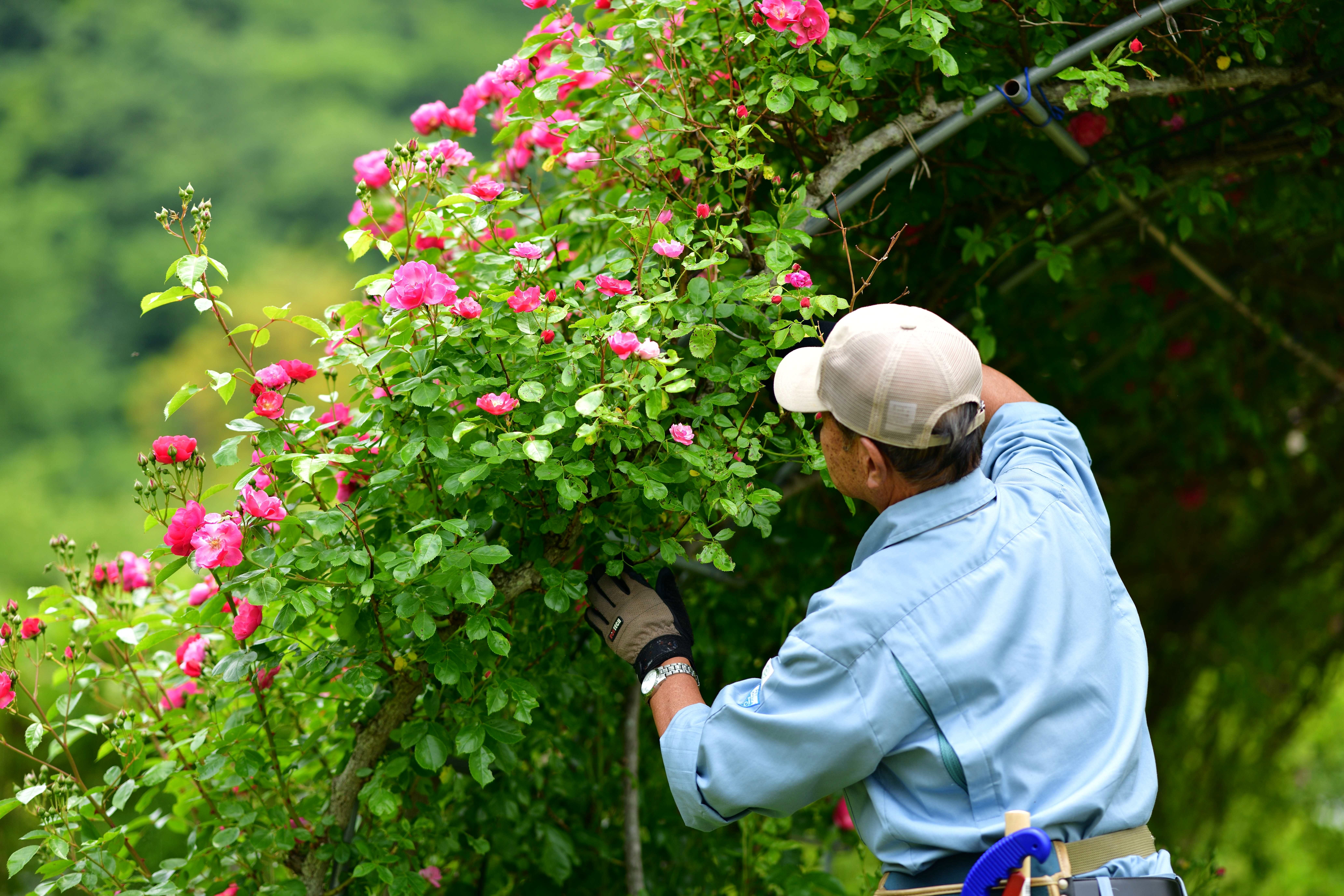 Landscape Contractors Honolulu Hi
